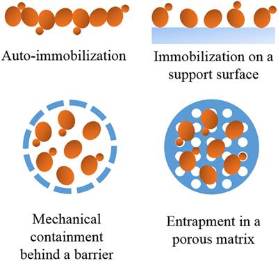 Yeast Immobilization Systems for Alcoholic Wine Fermentations: Actual Trends and Future Perspectives